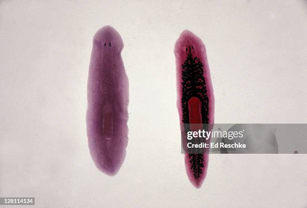 planaria. one on right has digestive system injected. 4x - turbelaria fotografías e imágenes de stock