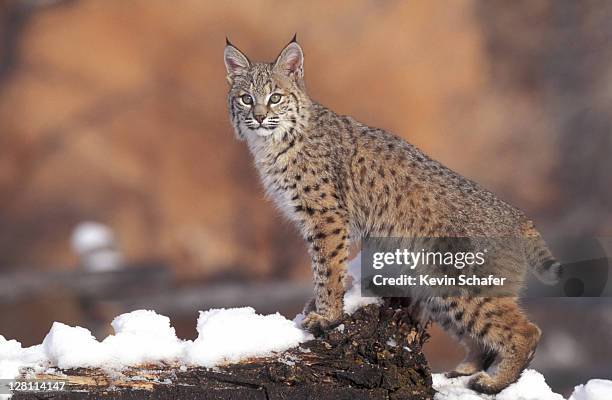 bobcat (felis rufus) on snowy ground. uinta national forest, utah. - rödlo bildbanksfoton och bilder