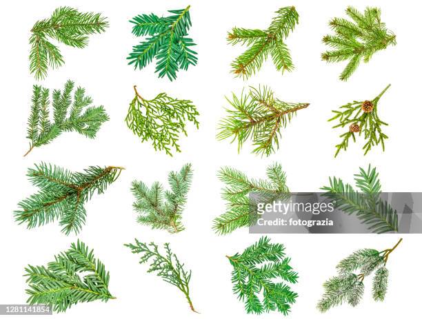 pine tree branches collection isolated on white - american arborvitae stock pictures, royalty-free photos & images