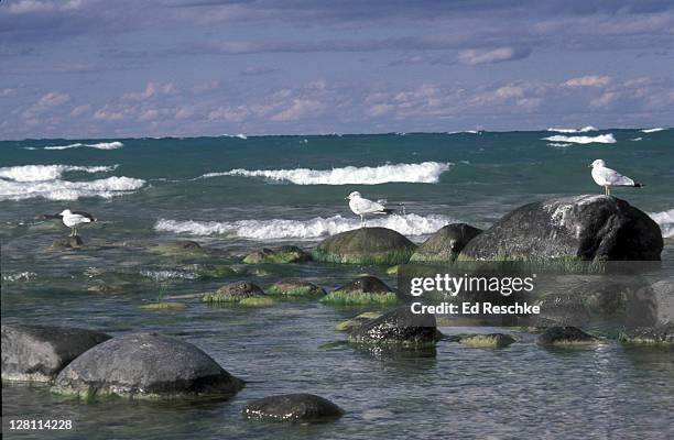 ring-billed gulls on rocks, larus delawarensis. lake michigan, lee lanau peninsula. michigan. - northern michigan stock pictures, royalty-free photos & images