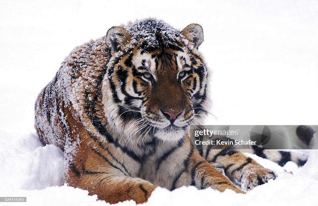 TIGER, SIBERIAN, ENDANGERED, LYING IN SNOW (PANTHERA TIGRIS ALTAICA)