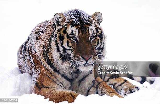 tiger, siberian, endangered, lying in snow (panthera tigris altaica) - siberian tiger stock pictures, royalty-free photos & images