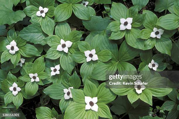 bunchberry, cornus canadensis, "dogwood". mount rainier np. washington - bunchberry cornus canadensis stock pictures, royalty-free photos & images