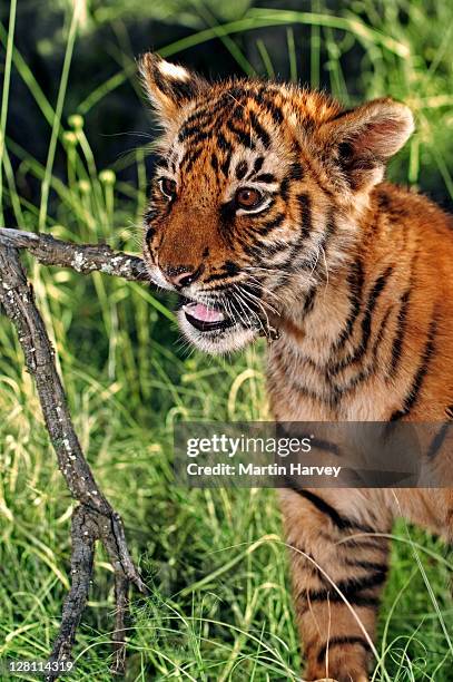 two month old tiger cub, panthera tigris, chewing on stick. photographed in south africa. dist. asia but extinct in much of its range - cub stock pictures, royalty-free photos & images