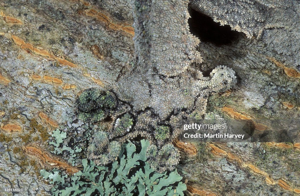 HENKEL S LEAF-TAILED GECKO, UROPLATUS HENKELI, FOOT SHOWING CAMOUFLAGE. MADAGASCAR