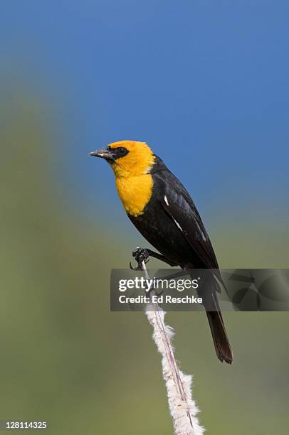 yellow-headed blackbird, xanthocephalus xanthocephalus. habitat: freshwater marshes or reedy lakes; often seen foraging in open farmlands and grainfields. national bison range, montana. - xanthocephalus stock pictures, royalty-free photos & images