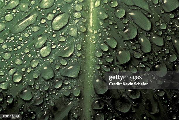 waterdrops on forest plant after rain, manu np, peru, amazonia - amazonia stockfoto's en -beelden