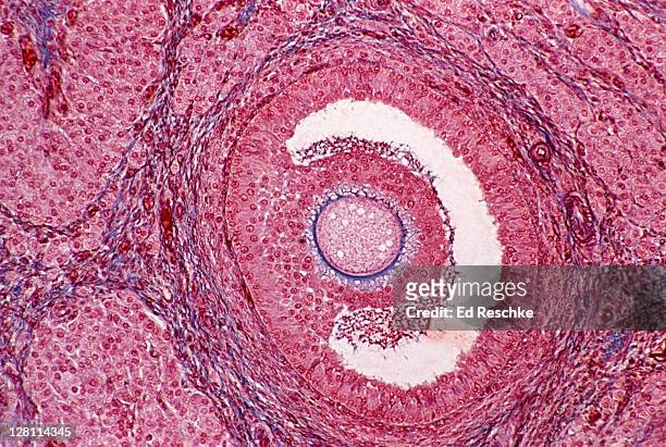 ovarian follicle (ovary) shows developing follicle, egg (oocyte) & follicular cells. 50x - ovaries 個照片及圖片檔