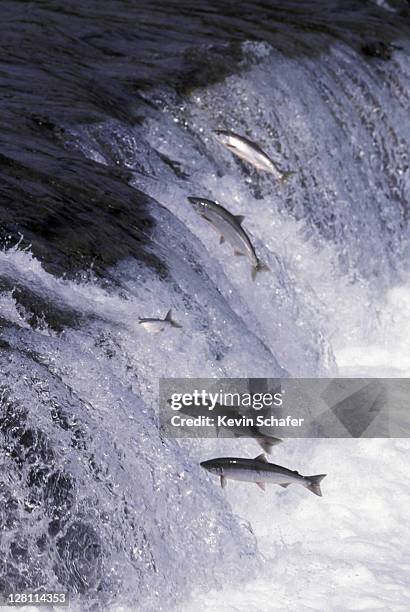 sockeye (red) salmon migrating up brooks river, brooks falls, katmai national park, alaska - sockeye salmon stock pictures, royalty-free photos & images