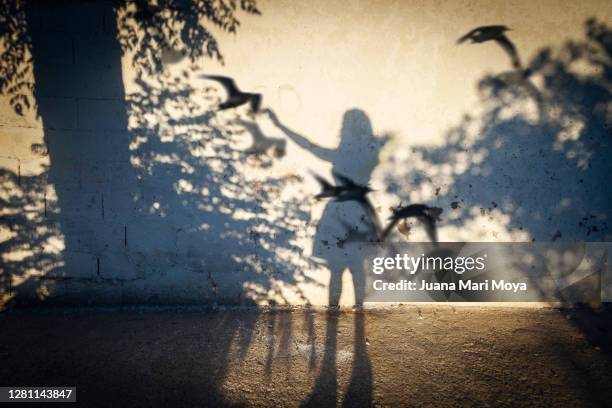 beautiful shadow of a tree and a girl trying to touch some birds - schatten im mittelpunkt stock-fotos und bilder