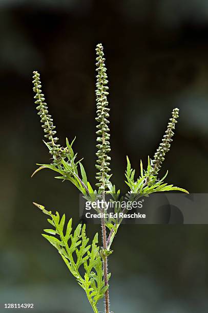 common ragweed, ambrosia artemisifolia, produces large amounts of airborne pollen which cause hayfever, michigan, usa. an annual with feather-lobed leaves - ambrosia stock pictures, royalty-free photos & images
