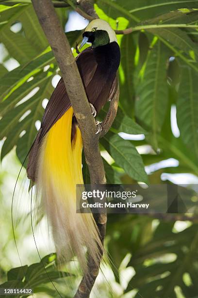 lesser bird of paradise (paradisaea minor) best known for plumage of the males. elaborate feathers extending from the beak, wing or head. dist. northern new guinea and west papua. bali bird park. ubud, bali, indonesia. - paradisaeidae stock pictures, royalty-free photos & images