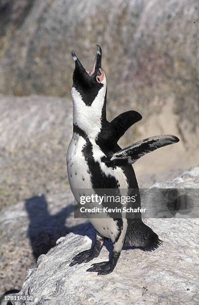 African Penguin Water Photos and Premium High Res Pictures - Getty Images