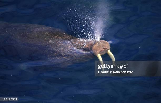 pacific walrus, odobenus rosmarus, male swimming and exhaling. round island sanctuary, sw alaska. - ジュゴン ストックフォトと画像