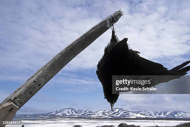 raven hung as warning to others. karaginsky is., seasonal koryak camp. kamchatka, russia. - dead animal stock pictures, royalty-free photos & images