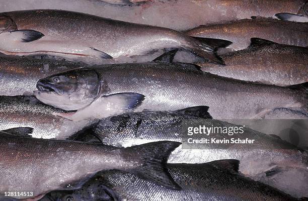fresh king salmon on ice (from bering sea) at the pike place market in seattle, washington. - king fish fotografías e imágenes de stock