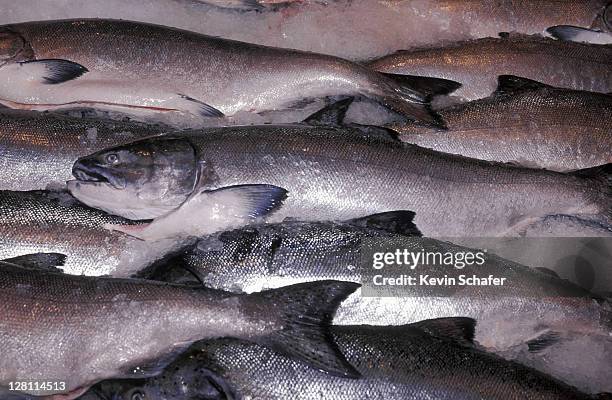 fresh king salmon on ice (from bering sea) at the pike place market in seattle, washington. - seattle market stock pictures, royalty-free photos & images