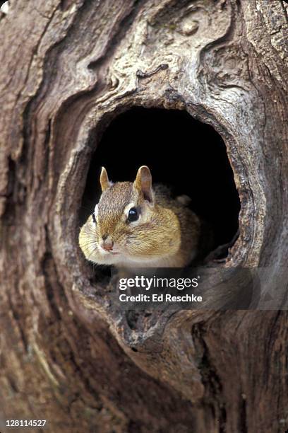 eastern chipmunk, tamias striatus, with bulging cheek pouches. sleeps in burrow for winter. no hibernation. - chipmunk stock pictures, royalty-free photos & images