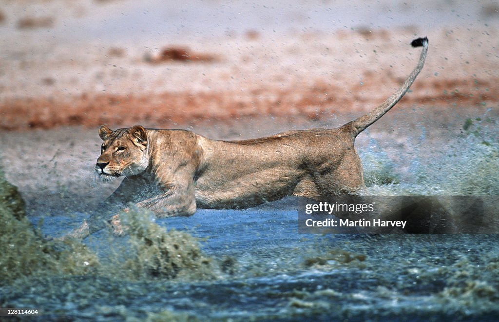 LIONESS STALKING AND CHASING PREY. PANTHERA LEO. ETOSHA NATIONAL PARK. NAMIBIA. - No. 4 in a series of 8