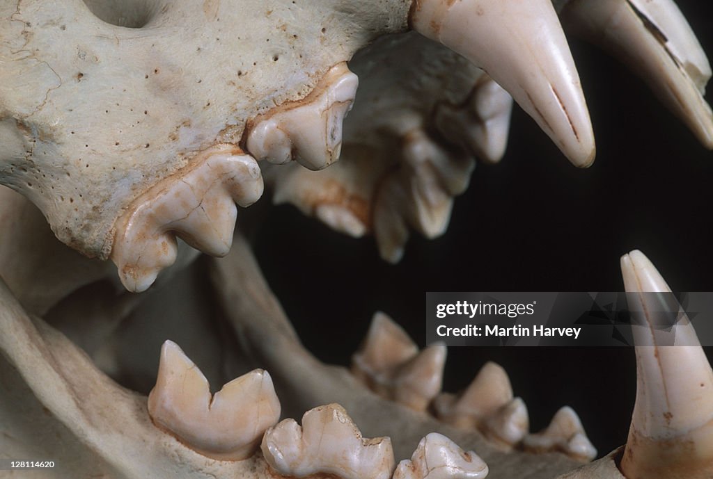 LION SKULL SHOWING CARNASSIAL TEETH, SCISSOR-LIKE TEETH SET IN BACK OF MOUTH FOR CUTTING THROUGH MEAT. COMMON TO MOST CARNIVORES. PANTHERA LEO.