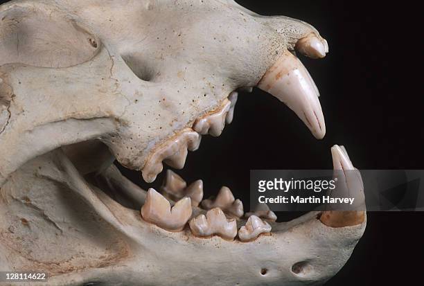Lion Skull Showing Carnassial Teeth Scissorlike Teeth Set In Back Of Mouth  For Cutting Through Meat Common To Most Carnivores Panthera Leo High-Res  Stock Photo - Getty Images