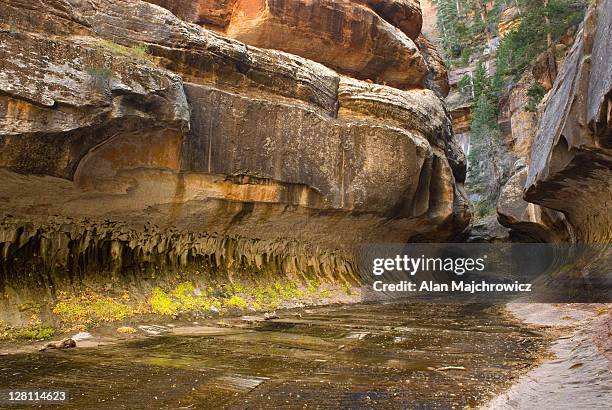 curved sandstone walls at the entrance to the subway canyon formation, left fork of north creek, zion national park, utah. usa - metro north railroad stockfoto's en -beelden