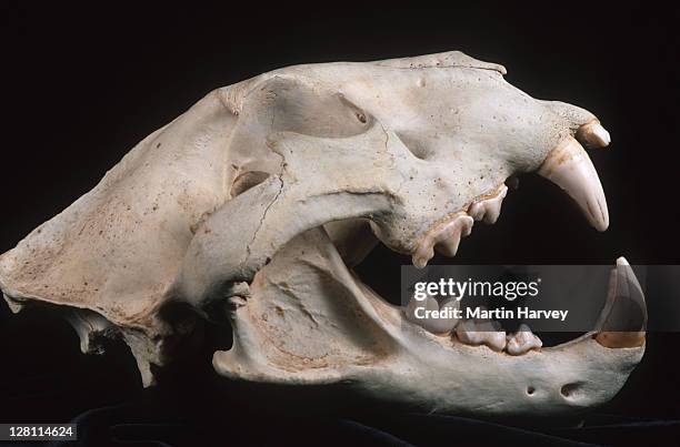 lion skull showing carnassial teeth, scissor-like teeth set in back of mouth for cutting through meat. common to most carnivores. panthera leo. - animal skull stock pictures, royalty-free photos & images