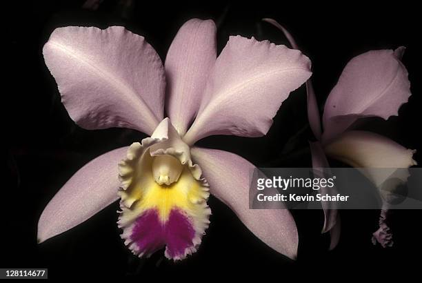 223 fotos de stock e banco de imagens de Orquídea Colombiana - Getty Images