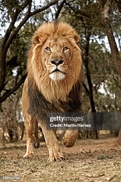 male lion, panthera leo, running towards camera. south africa. - lejon bildbanksfoton och bilder