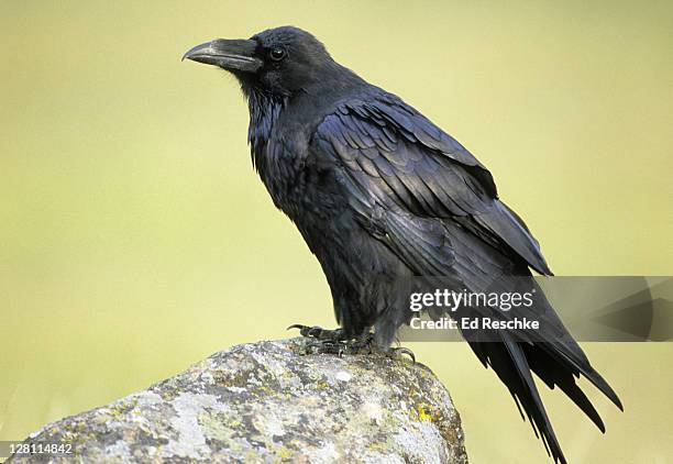 common raven (corvus corax). yellowstone national park, wyoming. large bird, powerful all-purpose bill efficiently handles a varied diet. mountains, desert, coasts, etc. - crow bird stock pictures, royalty-free photos & images