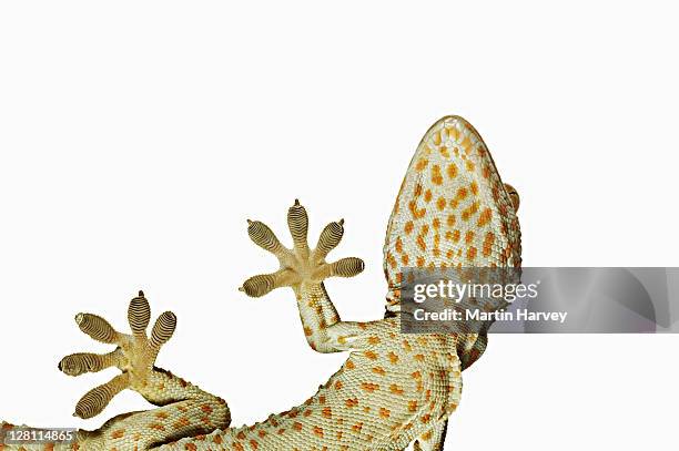 tokay gecko (gekko gecko). view from below showing specially adapted feet. dist. south east asia. - gecko stock pictures, royalty-free photos & images