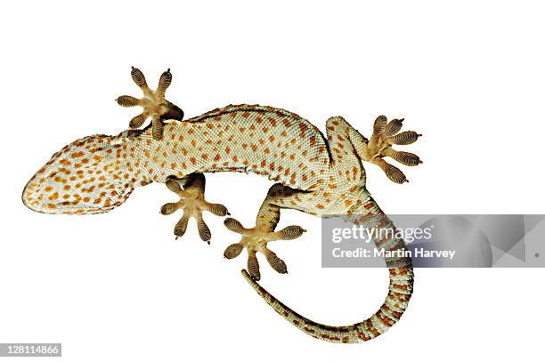 tokay gecko (gekko gecko). view from below showing specially adapted feet. dist. south east asia. - geco foto e immagini stock