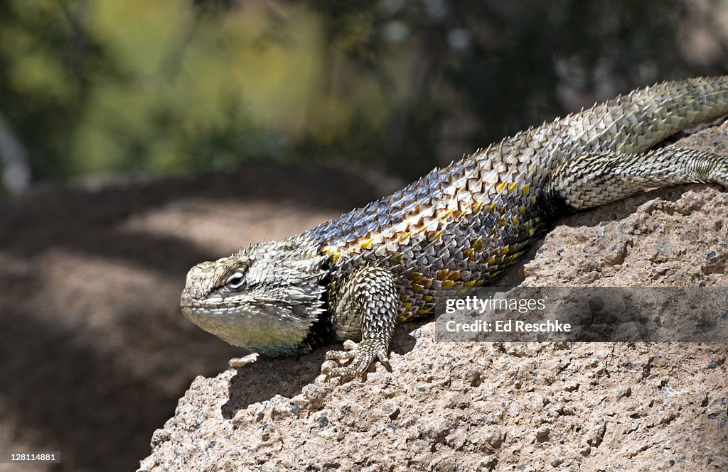 Male Desert Spiny Lizard, Male, Sceloporus magister, Sonoran Desert, Saguaro National Park, Tucson, Arizona, USA. Males have a blue-green patch on the throat.