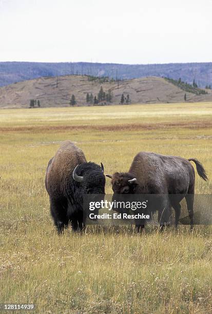 bison. male & female in courtship, autumn. bison bison. yellowstone np. wyoming. both sexes have horns. grassland animal, almost hunted to extinction. - grass grazer stock pictures, royalty-free photos & images