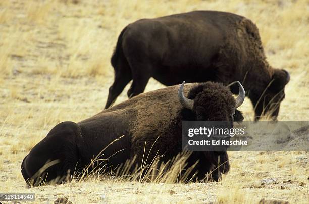 bison. (bison bison). national bison range, montana grassland animal, almost hunted to extinction. both sexes have horns. - grass grazer stock pictures, royalty-free photos & images