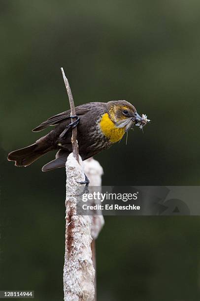 female yellow-headed blackbird, xanthocephalus xanthocephalus, bill loaded with insects, national bison range, montana. - xanthocephalus stock pictures, royalty-free photos & images