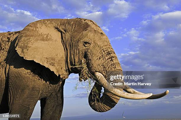 african elephant, loxodonta africana. bull elephant with large tusks. amboseli national park, kenya. dist. sub-saharan africa - tusk stock pictures, royalty-free photos & images