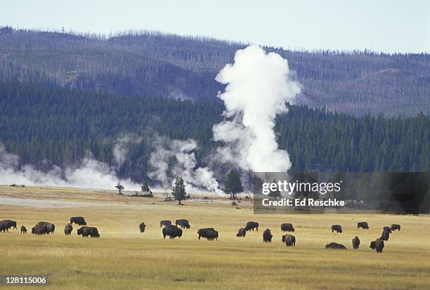 wild bison herd in yellowstone national park with geothermal activity. autumn. bison bison. grassland animal, almost hunted to extinction. - grass grazer stock pictures, royalty-free photos & images
