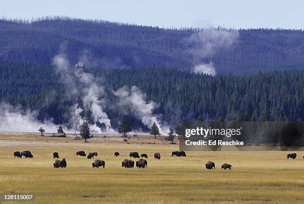 wild bison herd in yellowstone np, wyoming, with geothermal activity, autumn. bison bison. grassland animal, almost hunted to extinction. both sexes have horns. - grass grazer stock pictures, royalty-free photos & images