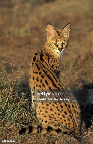 serval, felis serval. has beautifully spotted and barred coat. south africa. - serval stockfoto's en -beelden