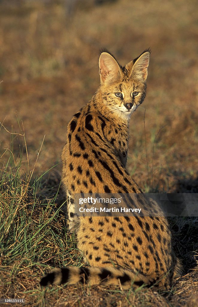 SERVAL, FELIS SERVAL. HAS BEAUTIFULLY SPOTTED AND BARRED COAT. SOUTH AFRICA.