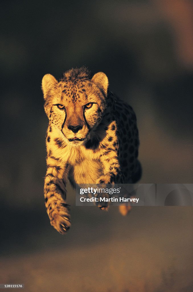 FRONT VIEW OF A CHEETAH, - ACINONYX JUBATUS, RUNNING. - CAN RUN UP TO SPEEDS OF UP - TO 120 KM/HR.