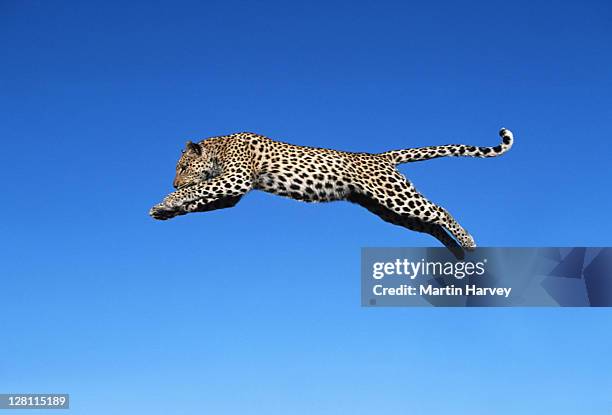 leopard jumping. panthera pardus. - largest of africa s spotted cats. - namibia. - panthère photos et images de collection
