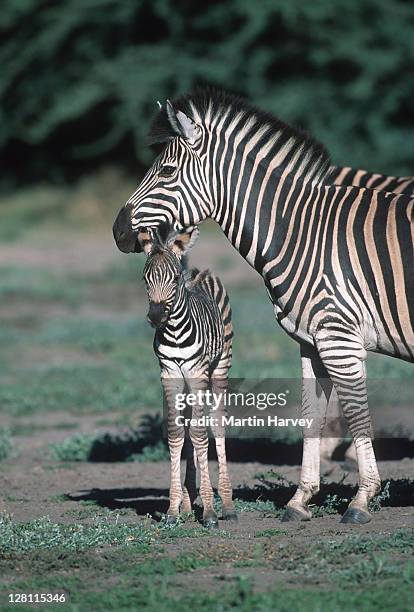 burchell s zebras, - equus burchelli. - female with foal. - etosha np. namibia. - veulen stockfoto's en -beelden