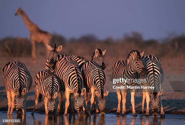 135 Giraffe With Zebra Stripes Photos and Premium High Res Pictures - Getty Images 135 Giraffe With Zebra Stripes Photos and Premium High Res Pictures - Getty Images