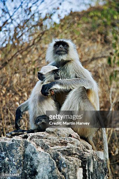 female hanuman langur, semnopithecus entellus, with baby; named after monkey-god lord hanuman, a central figure in the epic ramayana. these animals are regarded as sacred in india. distributed in india, pakistan, bangladesh, sri lanka and burma - lord hanuman stock pictures, royalty-free photos & images