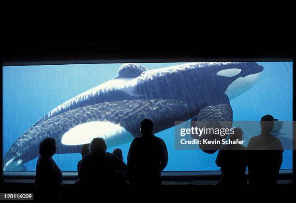 killer whale (orca) keiko:free willy". orcinus orca. oregon coast aquarium. oregon - keiko the whale stock pictures, royalty-free photos & images