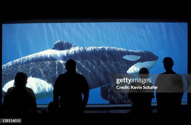 killer whale (orca) keiko: "free willy", orcinus orca. oregon coast aquarium. oregon. usa - keiko the whale stock pictures, royalty-free photos & images
