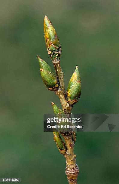 closeup of buds, leaf scar, and lenticels of eastern cottonwood, populus deltoides. large resinous or sticky buds. male and female on separate trees. michigan. usa - eastern cottonwood leaf foto e immagini stock