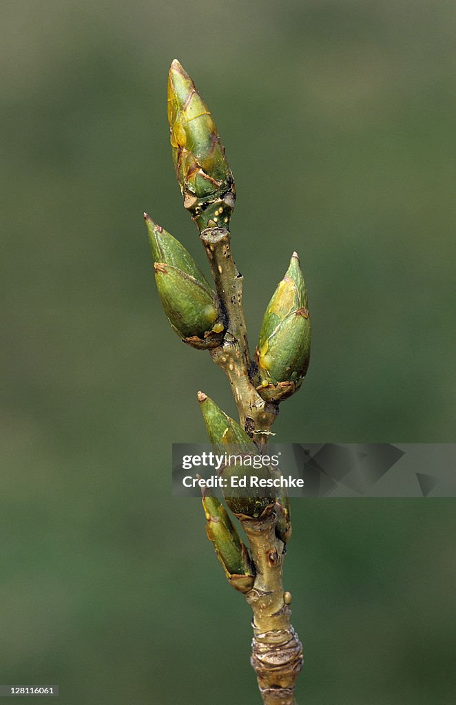 Closeup of Buds, Leaf Scar, and Lenticels of Eastern Cottonwood, Populus deltoides. Large resinous or sticky buds. Male and female on separate trees. Michigan. USA